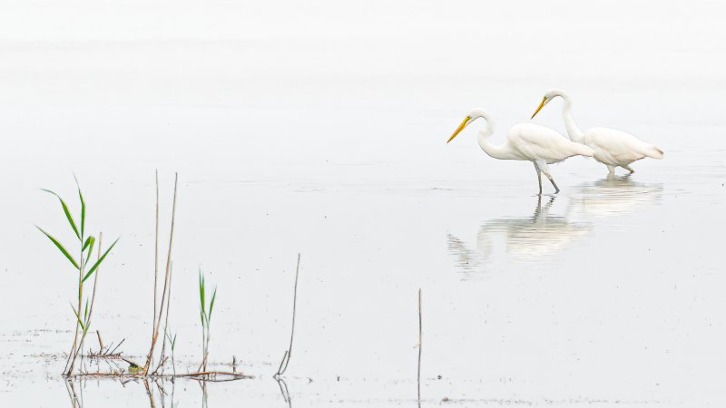 The 2026 Southern Delaware Photography Contest grand-prize winner was Mark Stelmack of Frankford for “Egrets at Assawoman Wildlife Area, Frankford.”